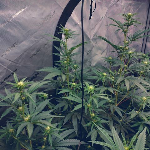 Moondawg(Blue Moonshine x '91 Onions) growlog timeline photo