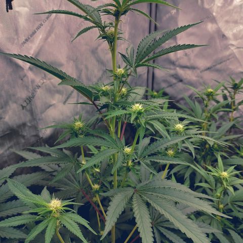 Moondawg(Blue Moonshine x '91 Onions) growlog timeline photo