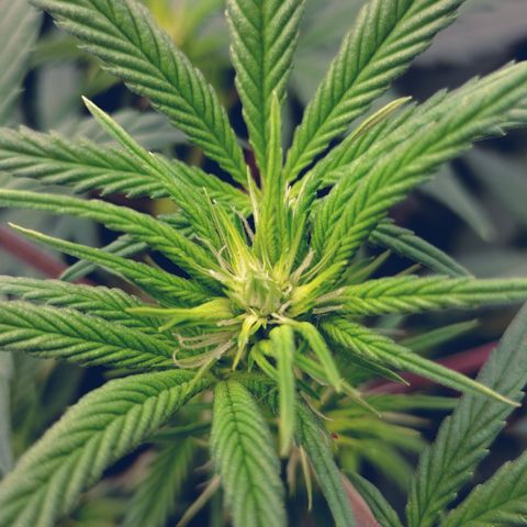 white Domina #2 growlog timeline photo