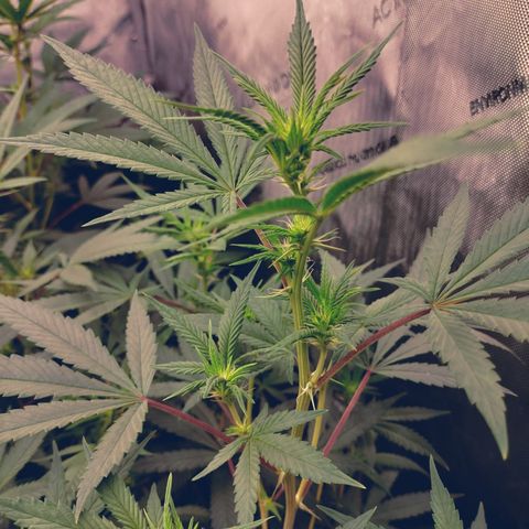 white Domina #2 growlog timeline photo