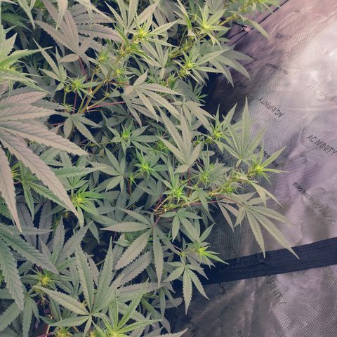 white Domina #2 growlog timeline photo