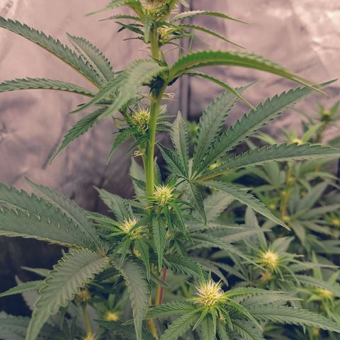Moondawg(Blue Moonshine x '91 Onions) growlog timeline photo
