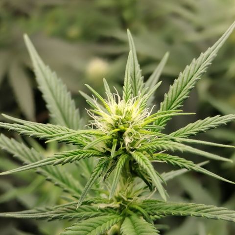 white Domina #1 growlog timeline photo