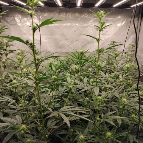 white Domina #1 growlog timeline photo