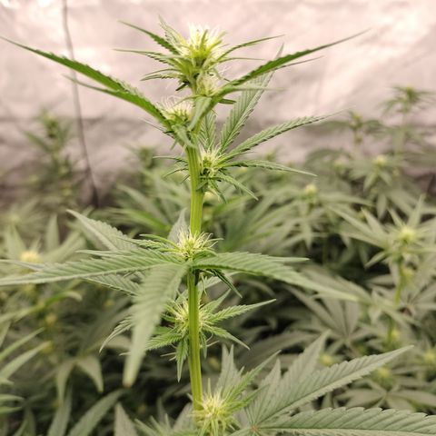white Domina #1 growlog timeline photo