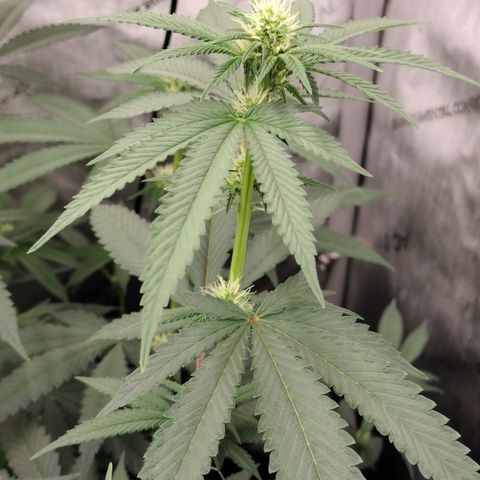 Royal Flush growlog timeline photo