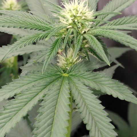 Royal Flush growlog timeline photo