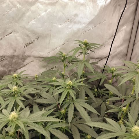 Royal Flush growlog timeline photo