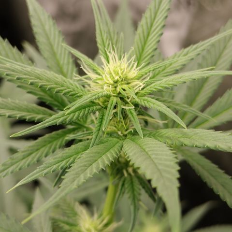 white Domina #2 growlog timeline photo