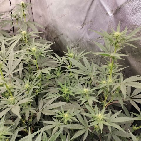 white Domina #2 growlog timeline photo