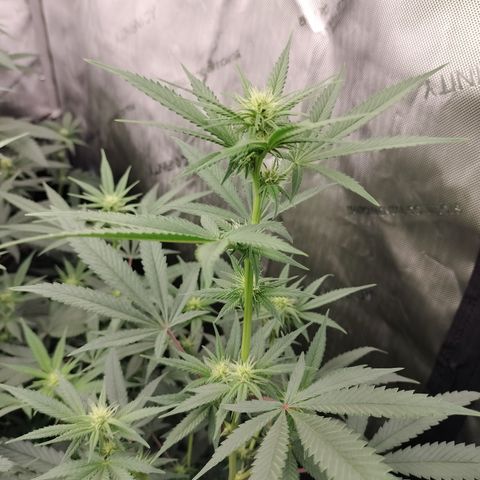 white Domina #2 growlog timeline photo