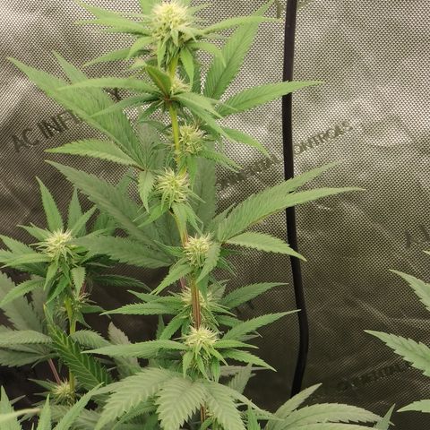Jealousy growlog timeline photo