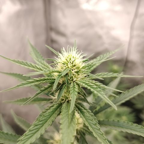Moondawg(Blue Moonshine x '91 Onions) growlog timeline photo