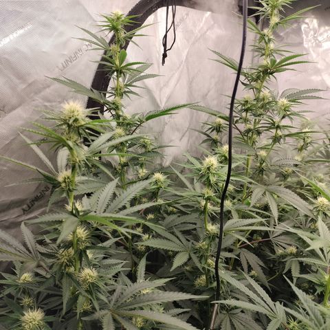 Moondawg(Blue Moonshine x '91 Onions) growlog timeline photo