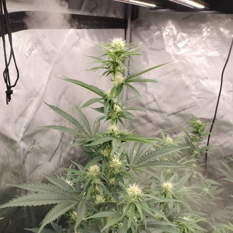 Moondawg(Blue Moonshine x '91 Onions) growlog timeline photo
