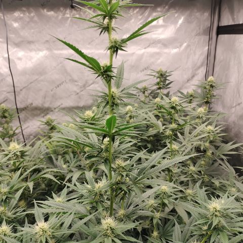 white Domina #1 growlog timeline photo