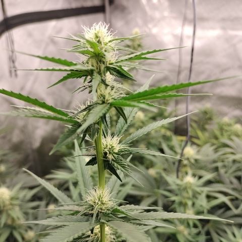 white Domina #1 growlog timeline photo