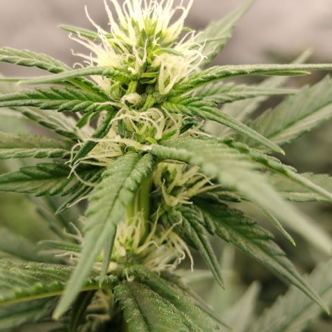 white Domina #1 growlog timeline photo
