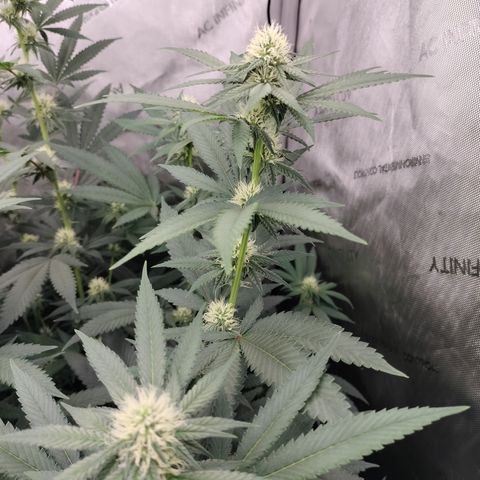 Royal Flush growlog timeline photo