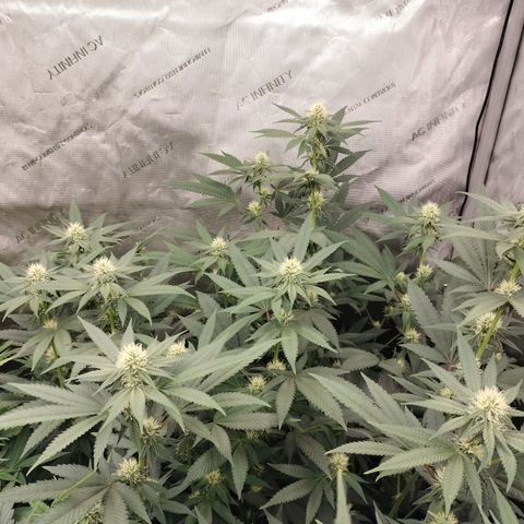 Royal Flush growlog timeline photo