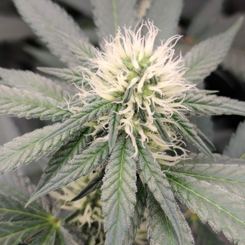 Royal Flush growlog timeline photo