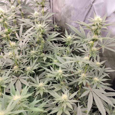 white Domina #2 growlog timeline photo
