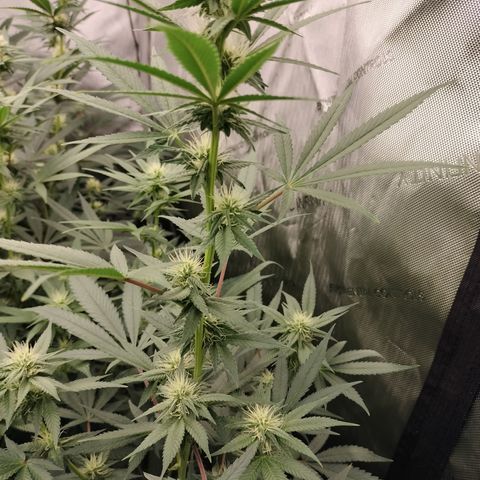 white Domina #2 growlog timeline photo