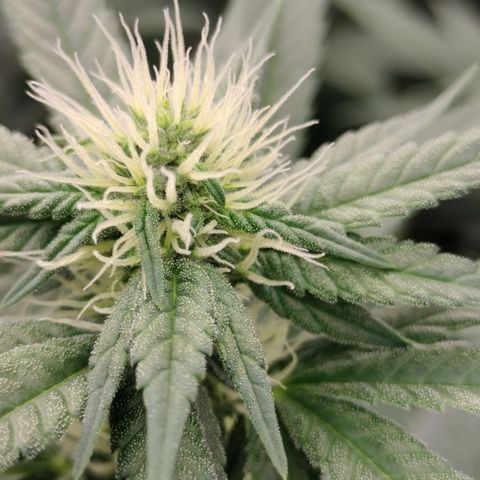 white Domina #2 growlog timeline photo
