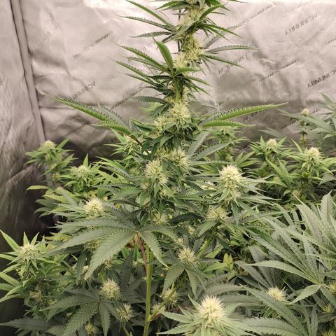 Moondawg(Blue Moonshine x '91 Onions) growlog timeline photo