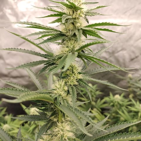 Moondawg(Blue Moonshine x '91 Onions) growlog timeline photo