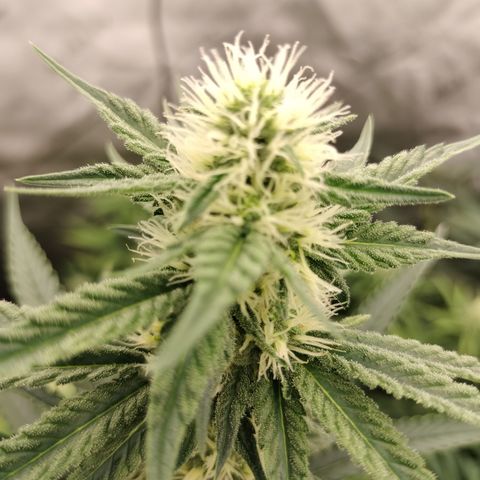 Moondawg(Blue Moonshine x '91 Onions) growlog timeline photo