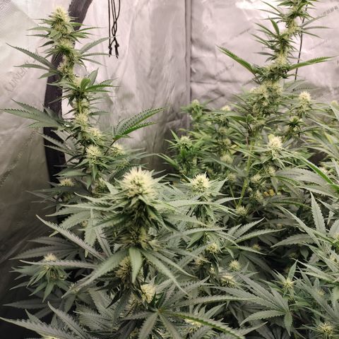 Moondawg(Blue Moonshine x '91 Onions) growlog timeline photo