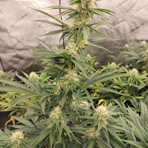 Moondawg(Blue Moonshine x '91 Onions) growlog timeline photo