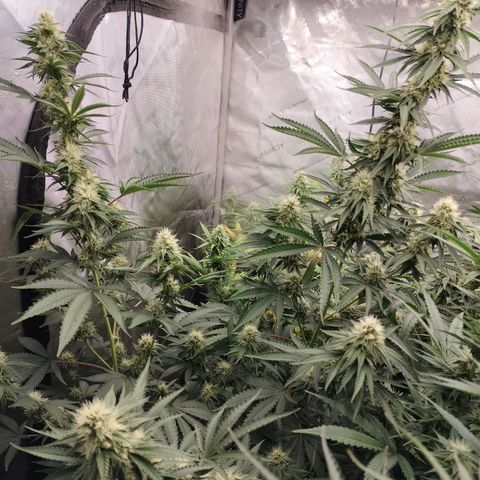 Moondawg(Blue Moonshine x '91 Onions) growlog timeline photo