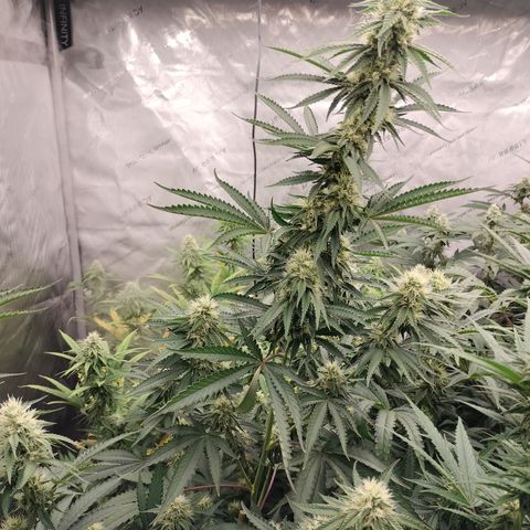 Moondawg(Blue Moonshine x '91 Onions) growlog timeline photo