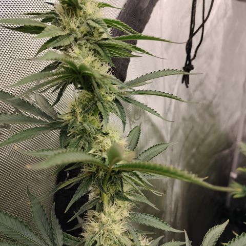 Moondawg(Blue Moonshine x '91 Onions) growlog timeline photo