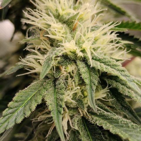 Moondawg(Blue Moonshine x '91 Onions) growlog timeline photo