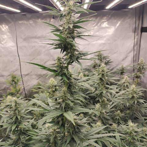white Domina #1 growlog timeline photo