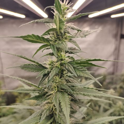 white Domina #1 growlog timeline photo