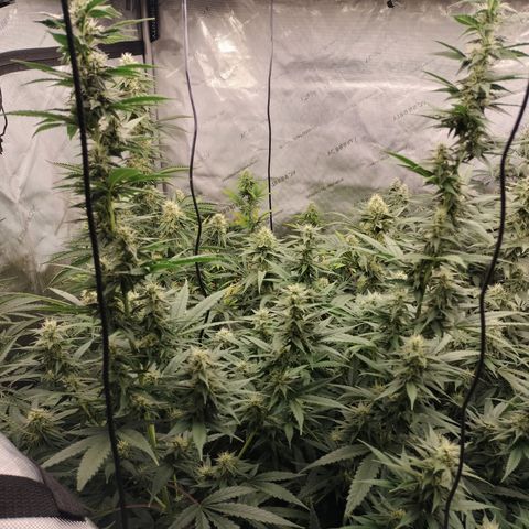 white Domina #1 growlog timeline photo