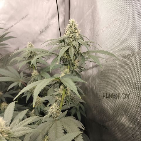 Royal Flush growlog timeline photo