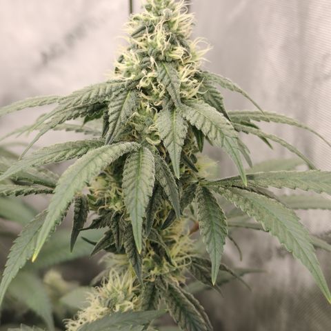 Royal Flush growlog timeline photo