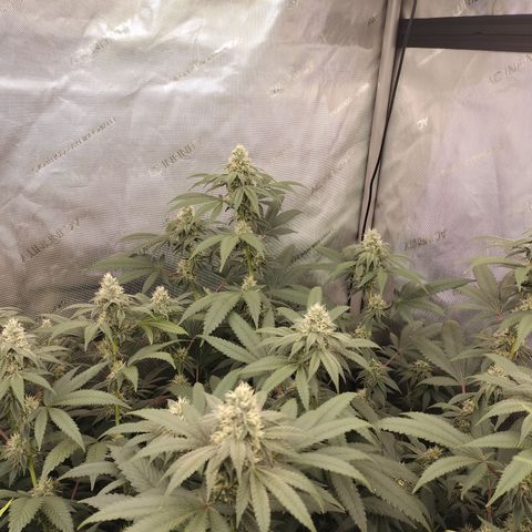 Royal Flush growlog timeline photo