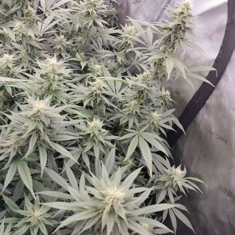white Domina #2 growlog timeline photo