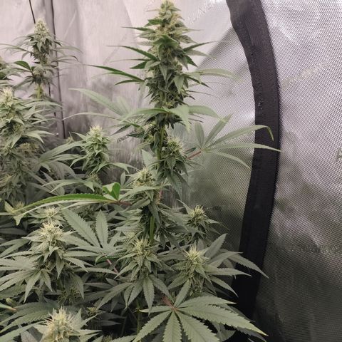 white Domina #2 growlog timeline photo