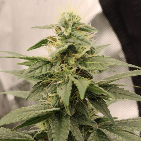 white Domina #2 growlog timeline photo