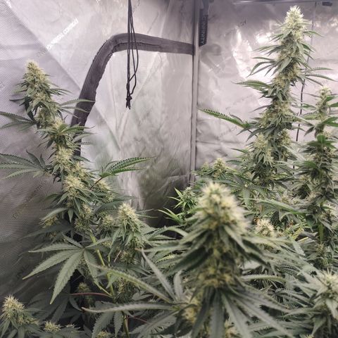 Moondawg(Blue Moonshine x '91 Onions) growlog timeline photo