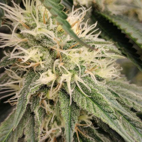 Moondawg(Blue Moonshine x '91 Onions) growlog timeline photo