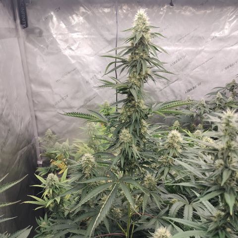 Moondawg(Blue Moonshine x '91 Onions) growlog timeline photo
