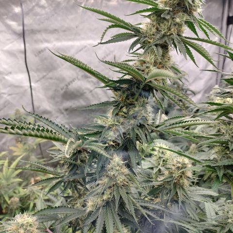 Moondawg(Blue Moonshine x '91 Onions) growlog timeline photo
